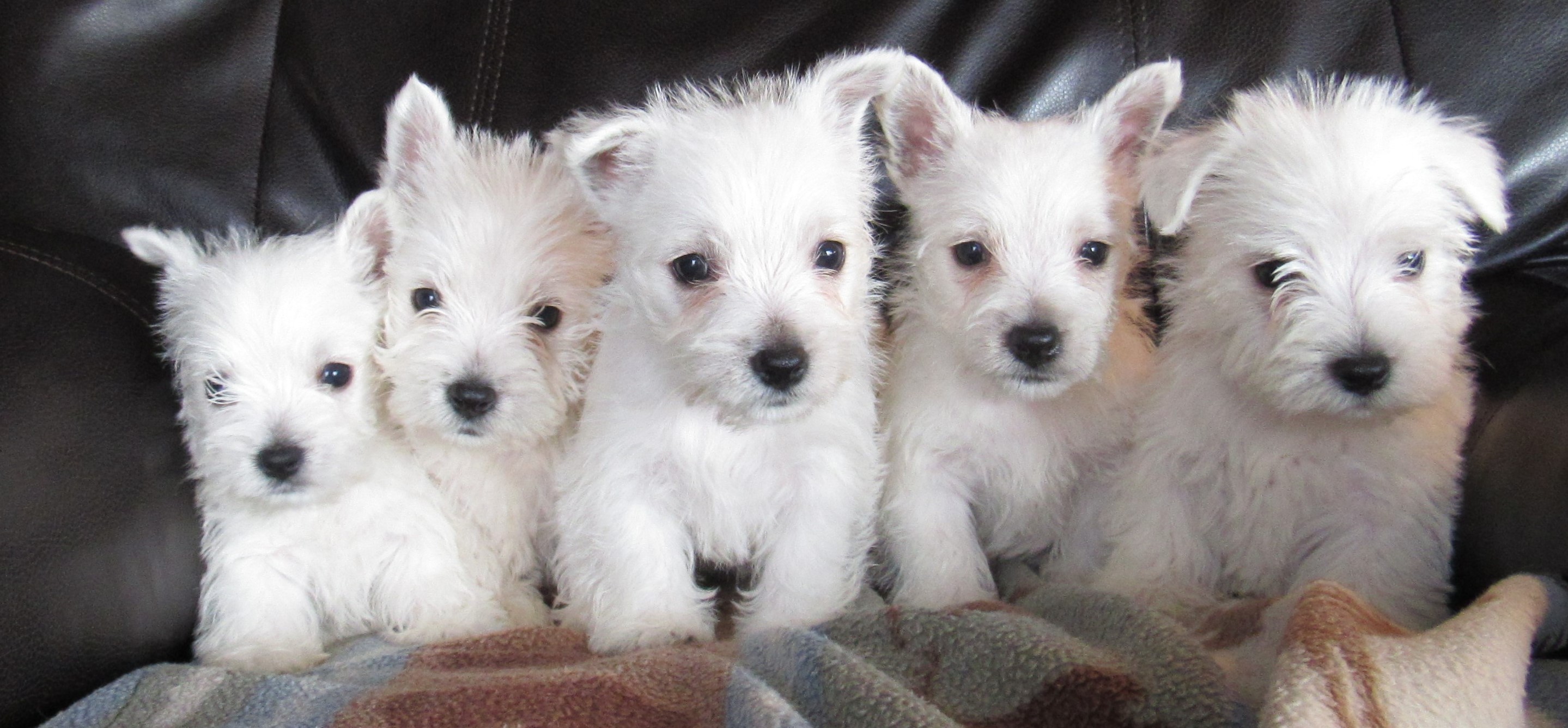 strawberry river westies